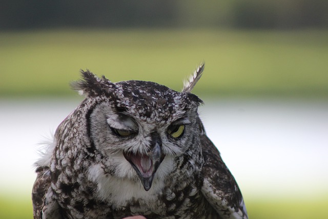 unusual-boy-bird-names