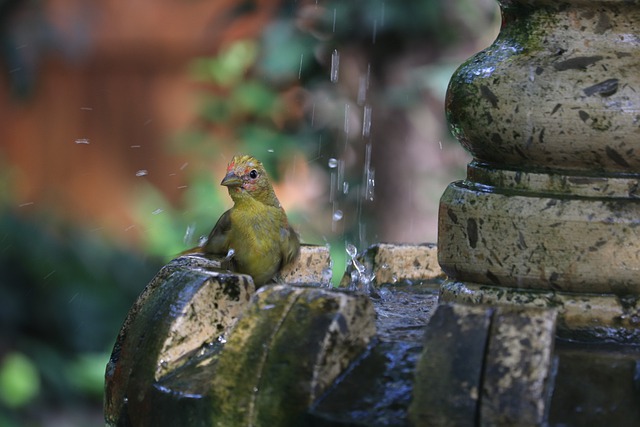 unusual-girl-bird-names