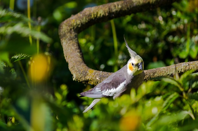 unusual-cockatiels-bird-names