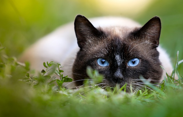 turkish-male-cat-names