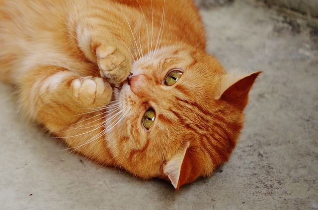 turkish-female-cat-names