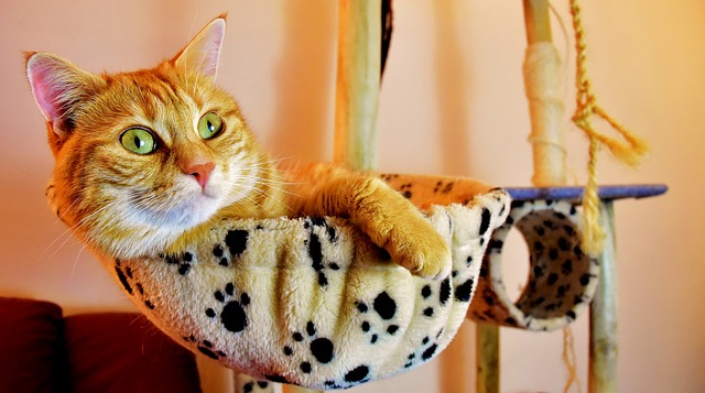 unique-turkish-cat-names