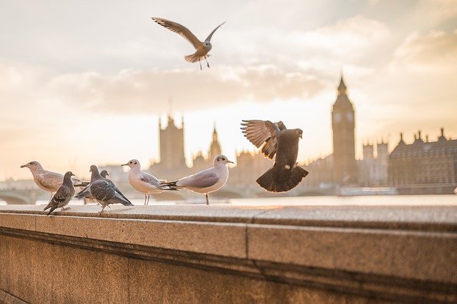 best-unisex-bird-names