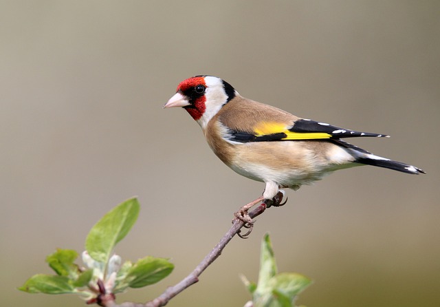 famous-unisex-bird-names