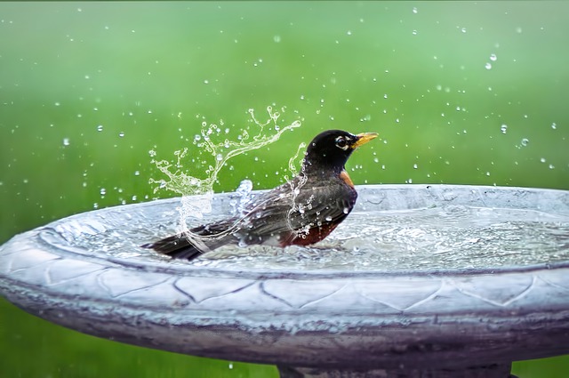 unique-unisex-bird-names