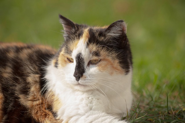 male-buddhist-cat-names
