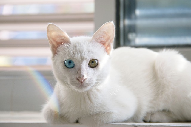 female-buddhist-cat-names