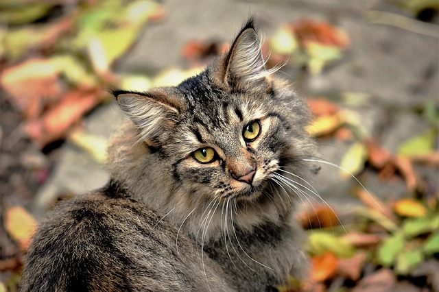 unisex-buddhist-cat-names