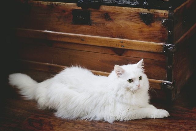 female-zen-cat-names