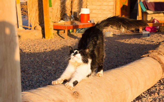 male-yoga-cat-names