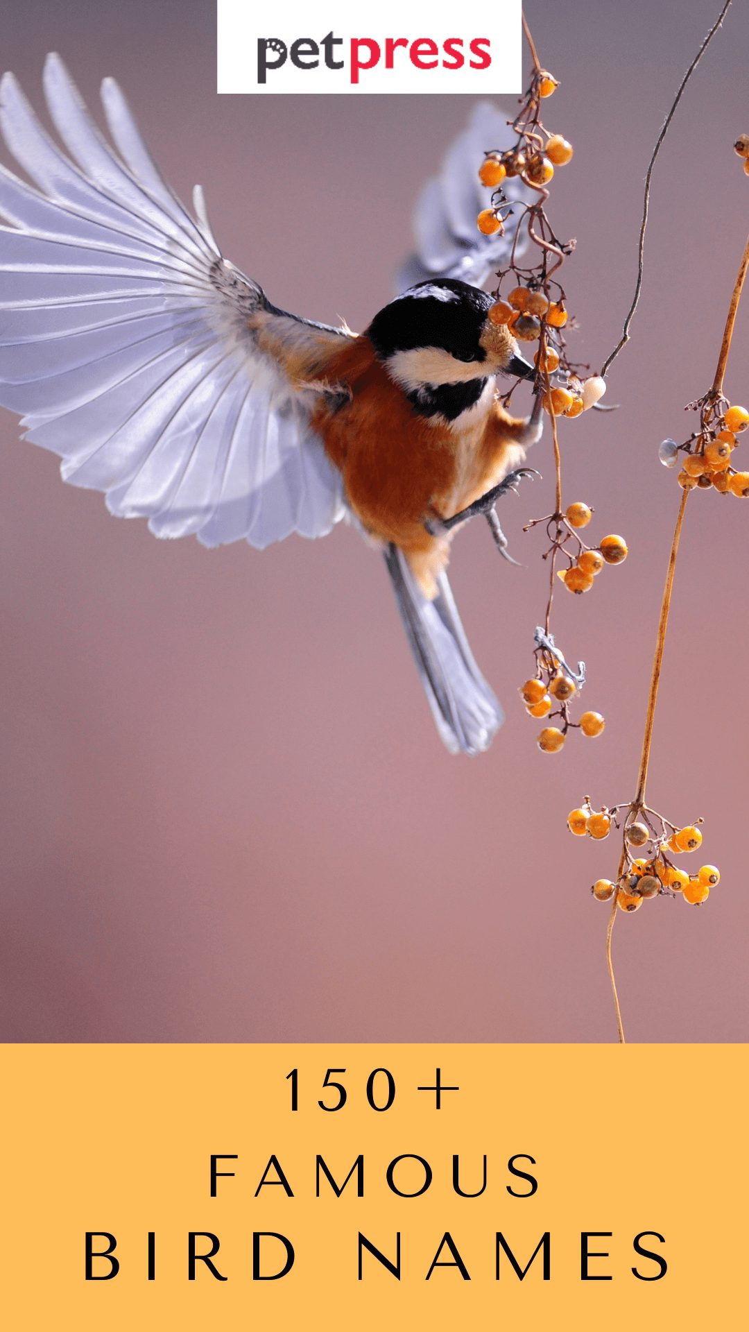 famous-bird-names