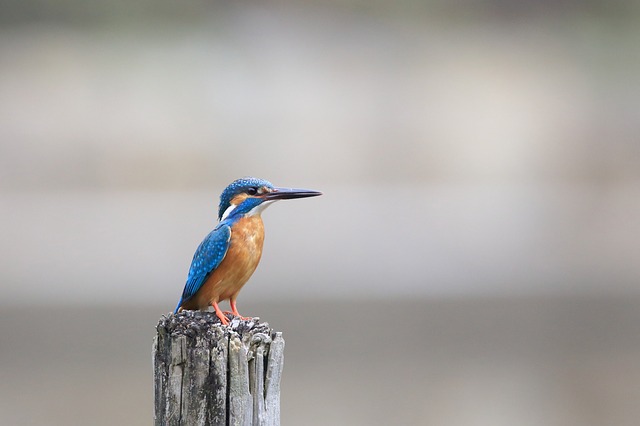 famous-bird-names-from-books