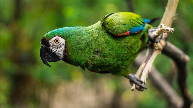 famous-bird-names-from-animation