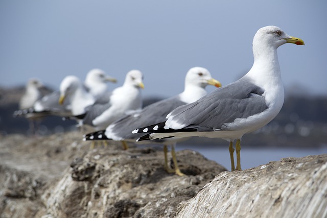famous-bird-names-from-mascot