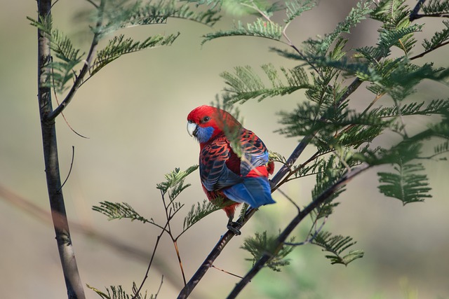 famous-bird-names-from-film