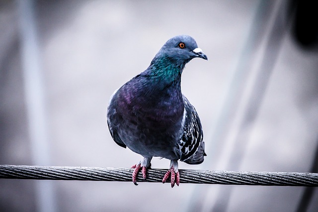 famous-bird-names-from-games
