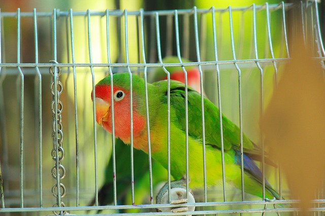 male-lovebird-names