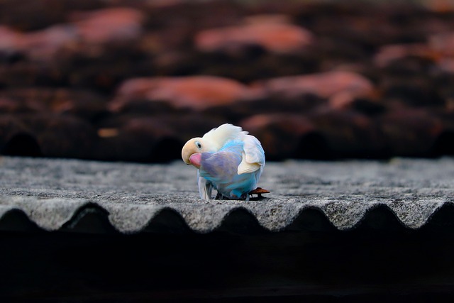 female-lovebird-names