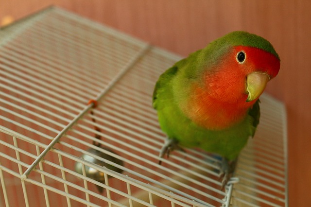 unisex-lovebird-names