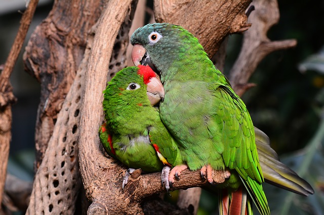 pairs-lovebird-names
