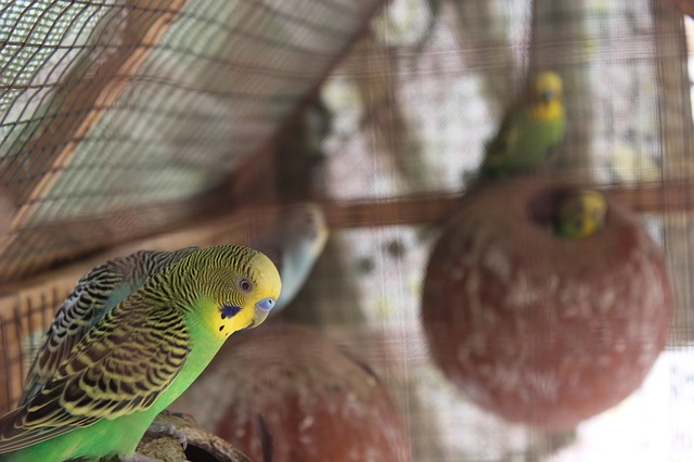 cute-lovebird-names
