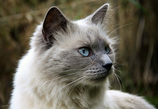 female-fairy-cat-names