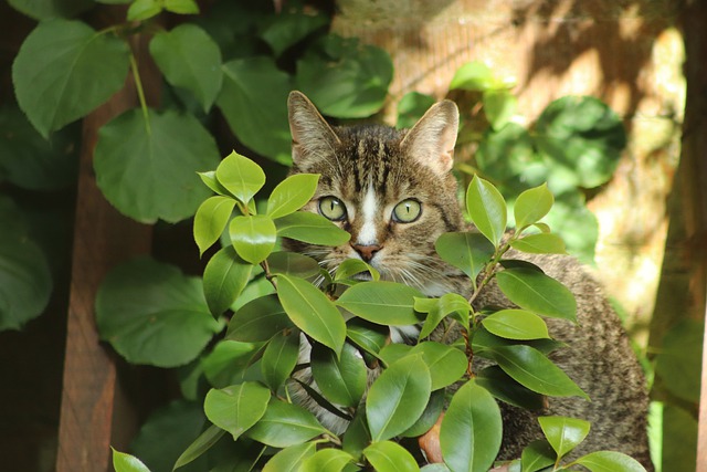 cute-fairy-cat-names