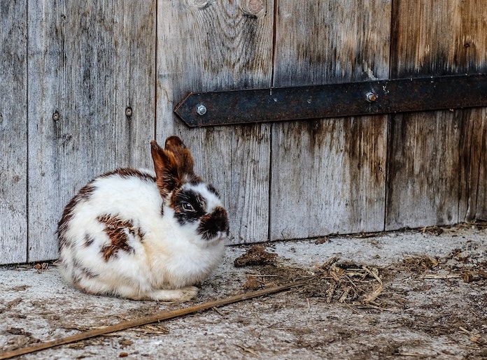 Male Indian Rabbit Names