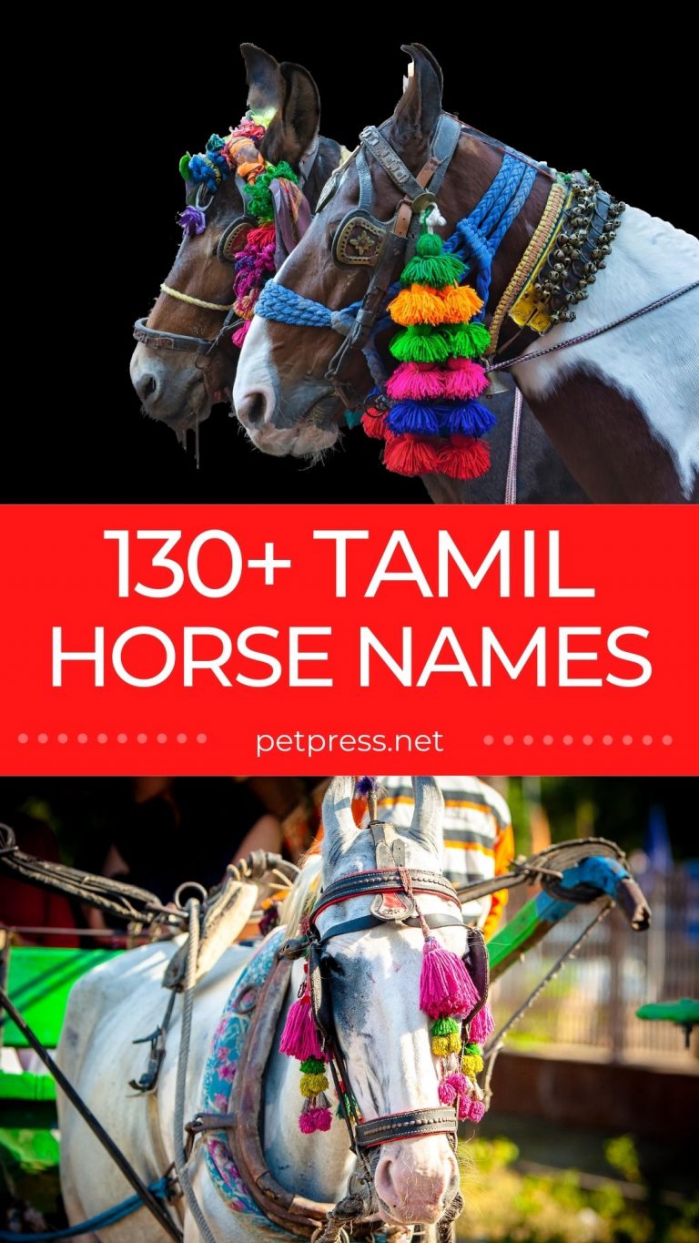 130+ Tamil Horse Names Unique Tamil Names & Their Meanings