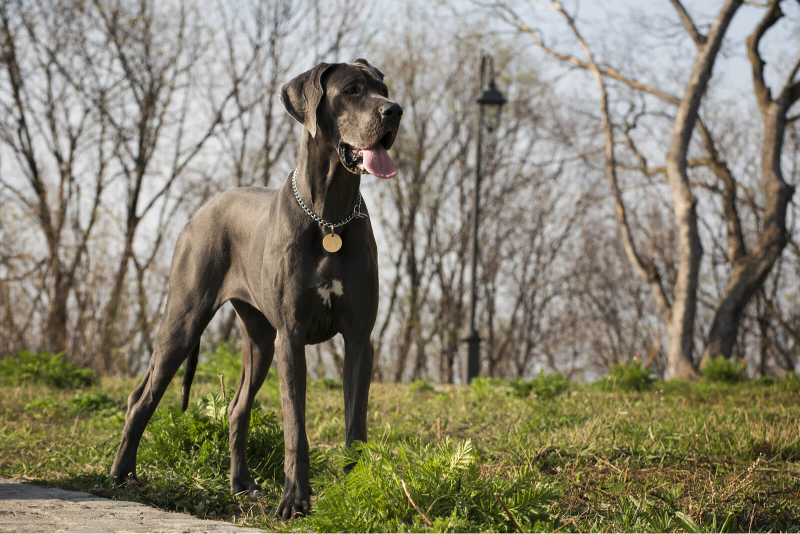 husky great dane