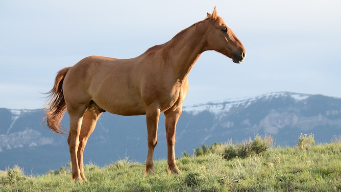 Other Popular Indian Horse Names