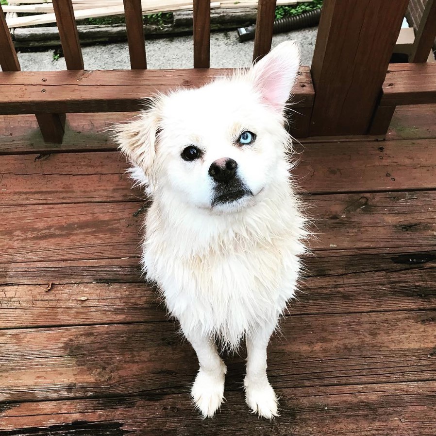 husky-pug-dog-mix