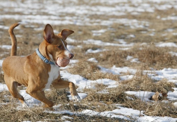 Other Characters In ‘Dragon Ball’ As Dog Names (with meanings)