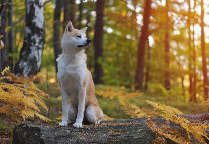 Male Naruto-Inspired Dog Names