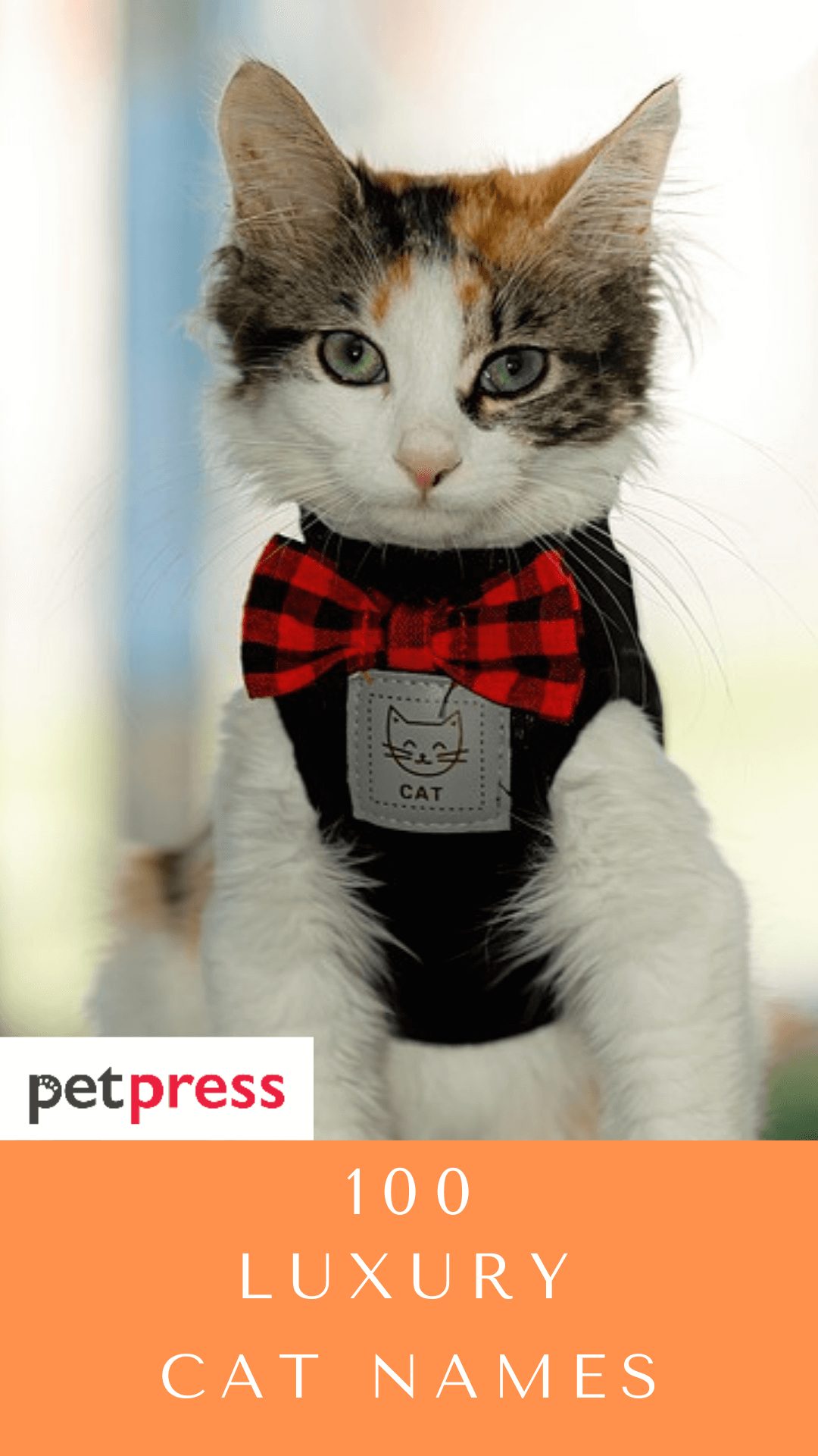 luxury-cat-names