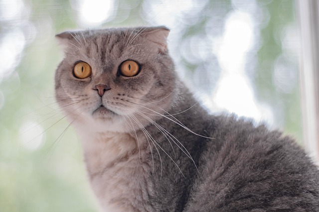 luxury-male-cat-names