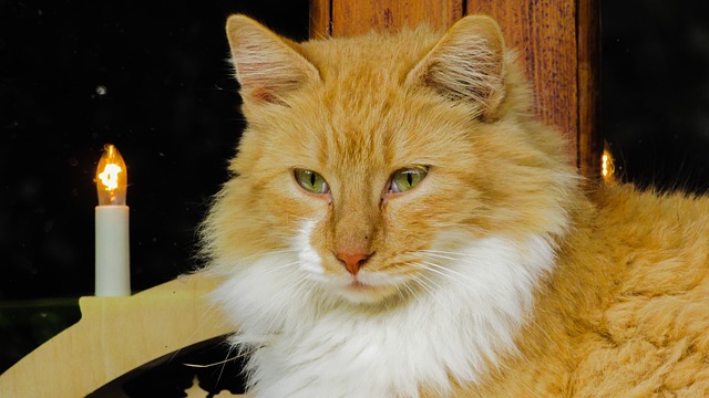 luxury-female-cat-names