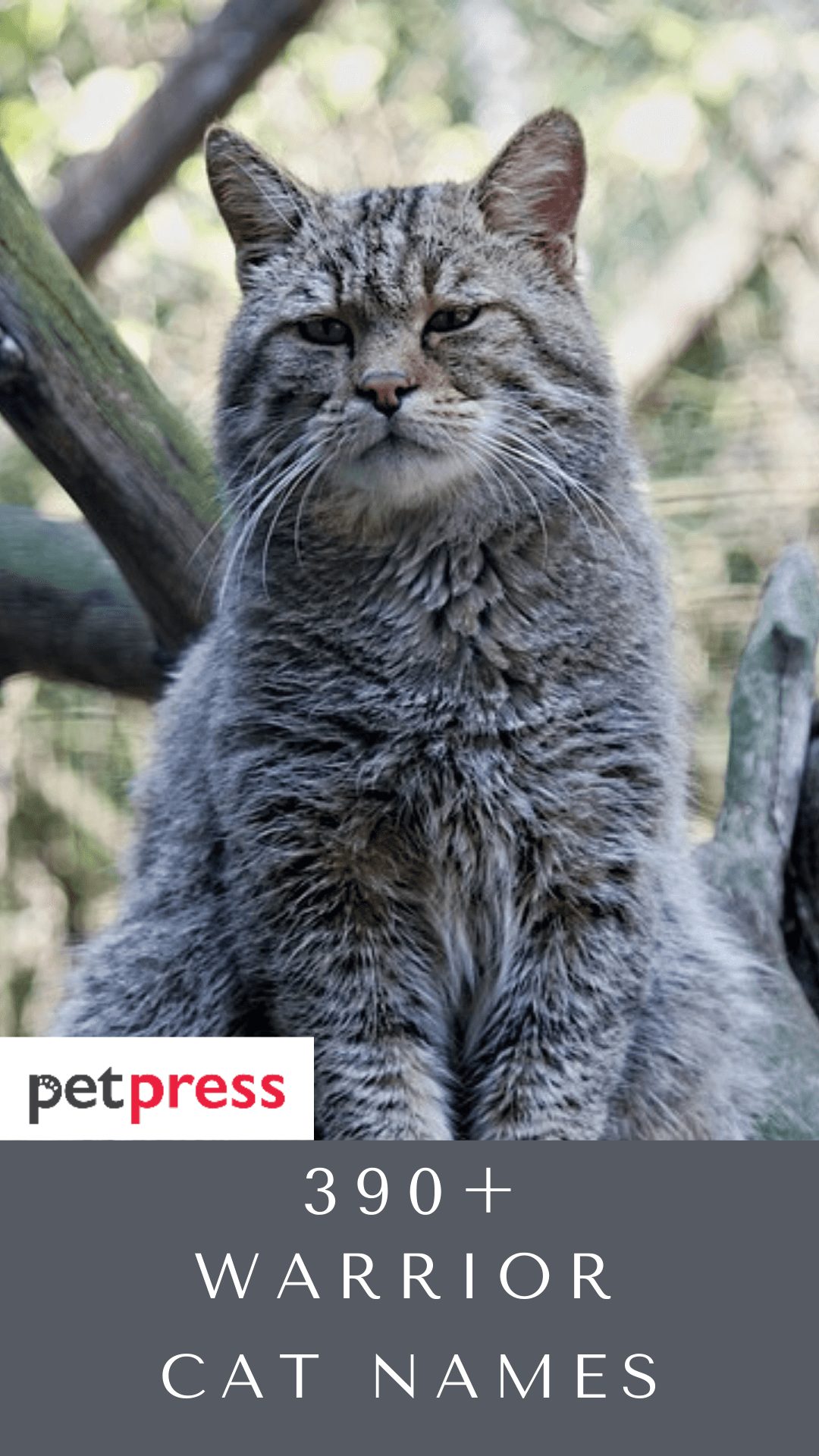 warrior-cat-names
