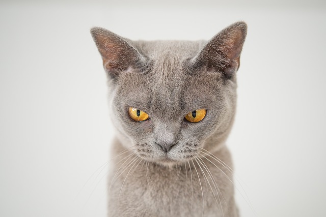 best-warrior-cat-names