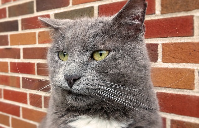 good-warrior-cat-names