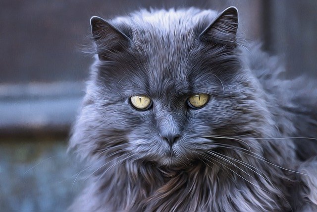 unique-warrior-cat-names