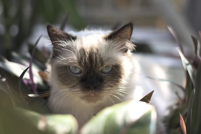 cute-warrior-cat-names