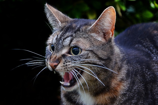 clan-warrior-cat-names
