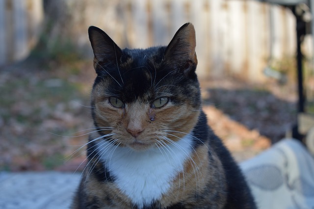 rogue-warrior-cat-names