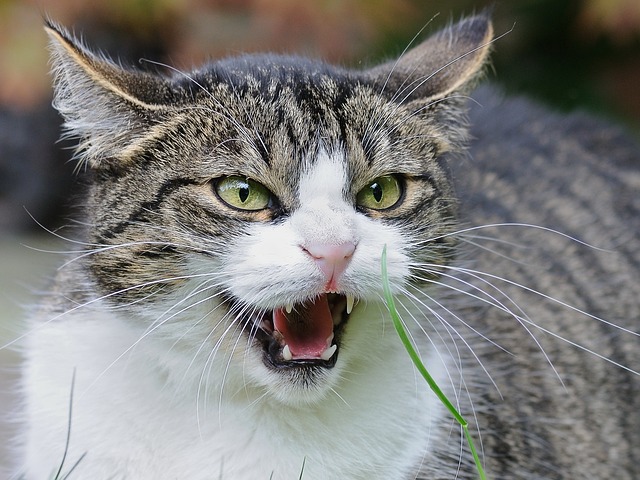 evil-warrior-cat-names