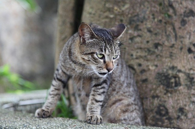 pretty-warrior-cat-names