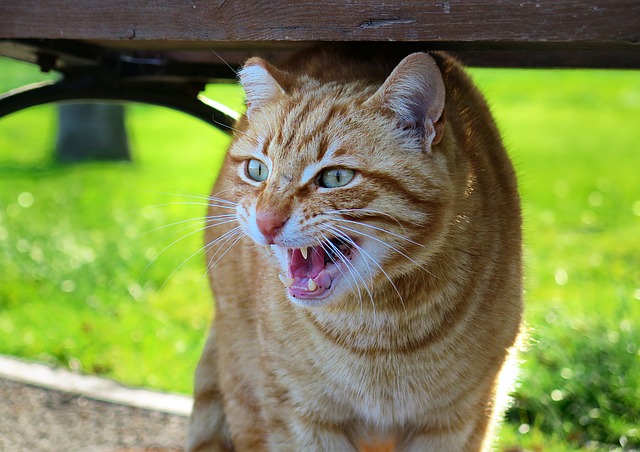 worst-warrior-cat-names