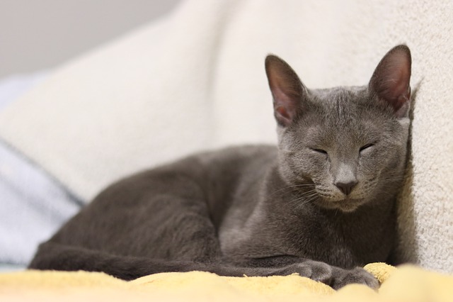 boy-stoner-cat-names