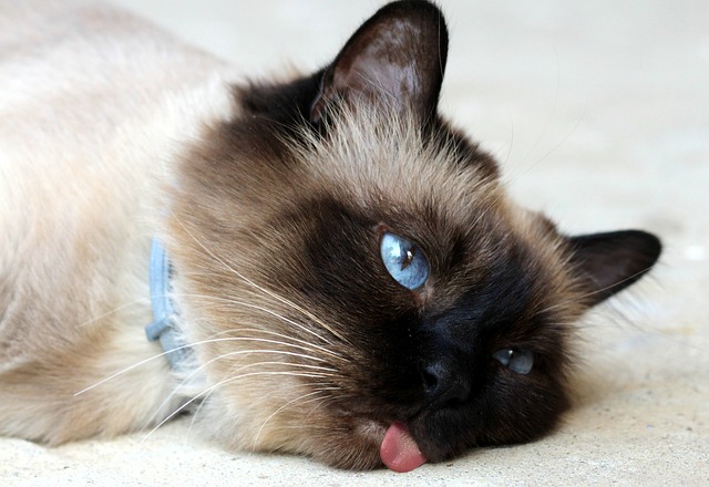 girl-stoner-cat-names