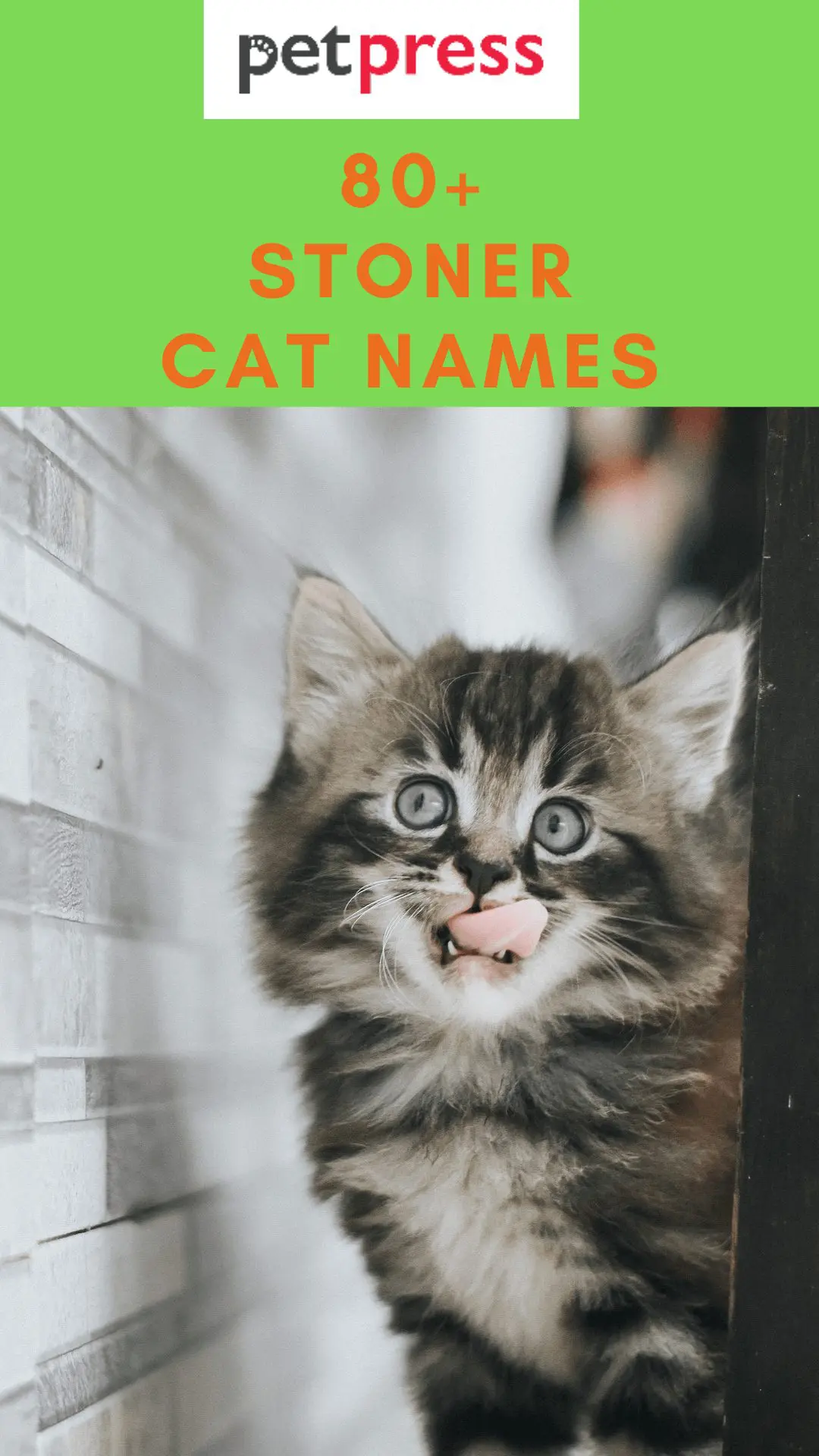 80 Stoner Cat Names For Your High Feeling Kitten